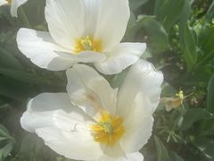 -上海鲜花港