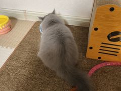 -佑安动物医院·全科·内窥镜中心(幸福巷店)