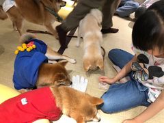 -逗柴咖啡屋·狗咖猫咖宠物桌游