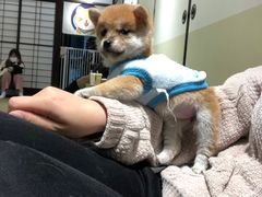-逗柴咖啡屋·狗咖猫咖宠物桌游