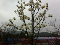 -香雪海
