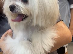 -帕帕拉兹宠物(亚洲旗舰店)