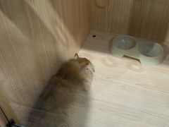 -爪爪喵星球·猫舍(卓悦中心店)