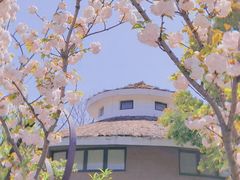 -顾村公园