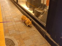 -瑞派动物医院·绝育·犬猫全科·预防医学(光景江南中店)
