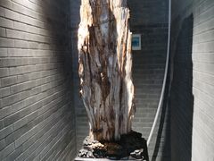 -千年银杏谷文化旅游区