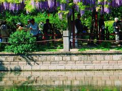 -嘉定紫藤园