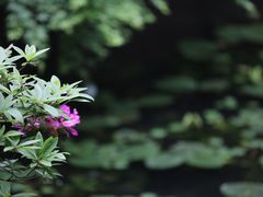 -虎跑公园