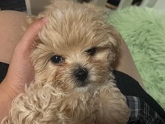 -大型宠物商超·宠海王国·宠物猫狗活体·用品·美容(新世界百货重庆店)