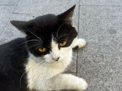 -欣宠猫屋·矮脚拿破仑·蓝金金渐层