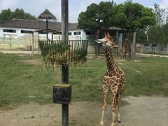 -上海野生动物园老虎餐厅