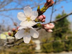 -顾村公园