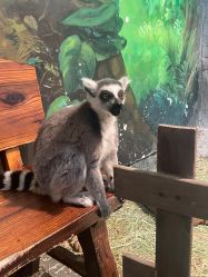 -Zoolung Zoolung动物主题公园(海信广场店)