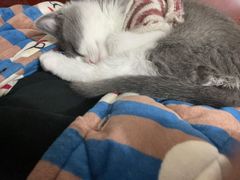 -喵zoo家庭繁育猫舍(尖东智能花园店)