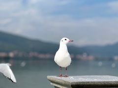 -海埂大坝