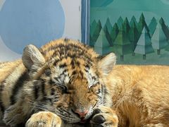 -大连森林动物园