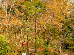 -广州市石门国家森林公园