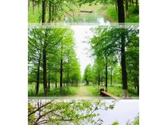 -泗洪洪泽湖湿地景区