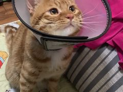 -美联众合宠物医院·爱萌分院·内外科·猫科中心
