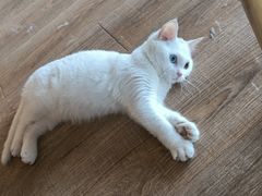 -猫的茶·猫咖