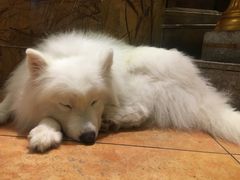 -more than meow吴止猫主题餐厅(承德 中船汇店)