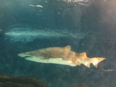 -上海海洋水族馆