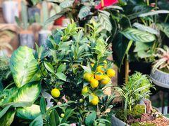 -秦美花卉(天朗·莱茵小城2期店)