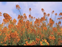 -中国天府农业博览园