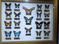 -上海昆虫博物馆