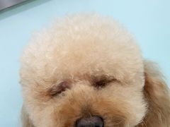 -宠福鑫康馨动物医院·骨科·眼科