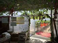 -马陆小张葡萄园农家乐