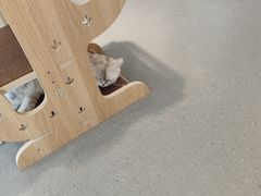 -飞行喵MR PILOT|猫舍·猫咖(静安大融城店)