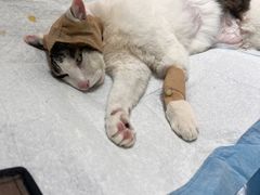 -康爱犬猫诊所·牙专科·骨外科·影像内科(丰宁店)