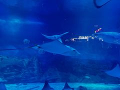 -烟台海昌鲸鲨海洋公园
