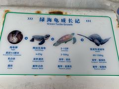 -广东惠东海龟国家级自然保护区