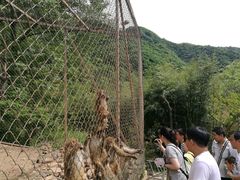 -王顺山国家森林公园