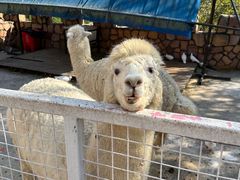 -J Create城市露营咖啡·简餐·宠物(上海动物园店)