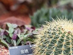 -上海辰山植物园