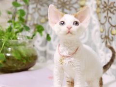 -十年猫舍·猫咪专门店(普陀店)