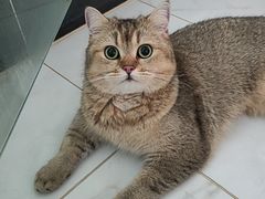 -汪喵宠物医院·骨科心脏影像·犬猫急重症ICU诊疗中心(成华分院)