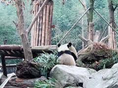 -都江堰中华大熊猫苑