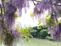 -嘉定紫藤园