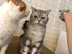 -平行世界·猫咖(首经贸店)