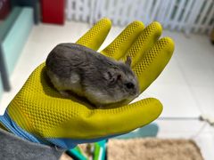 -怪兽屋·羊驼·猫咖·狗咖(俊华广场店)