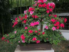 -泰州凤城河风景区-泰山公园