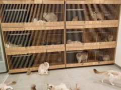 -有喵·猫咖·狗咖·30几只猫10只小狗(岗厦店)