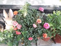 -家烧面馆【南山路知名经典面食】