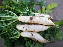 -武汉世外桃源农庄