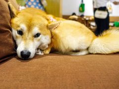 -柴务处·柴犬主题狗咖