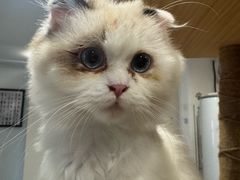 -楼上猫咖(罗湖店)